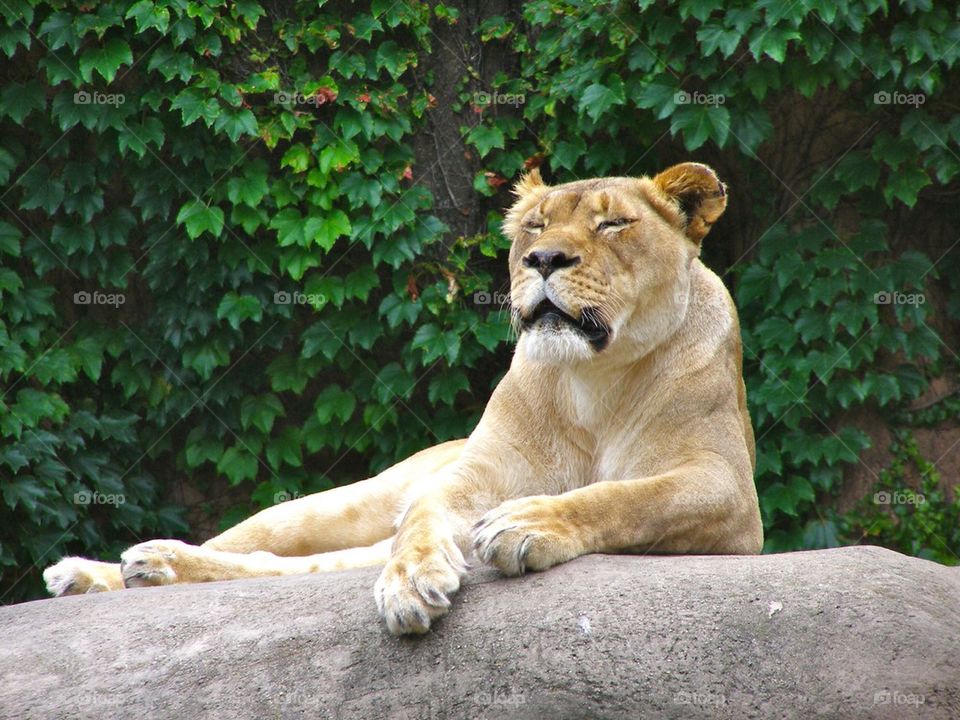 Lioness