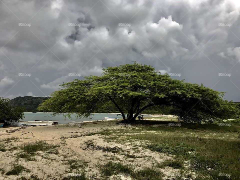 Loving this proud tree on the beach near Bani, Dominican Republic 