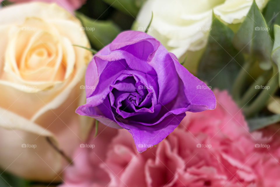 purple flower