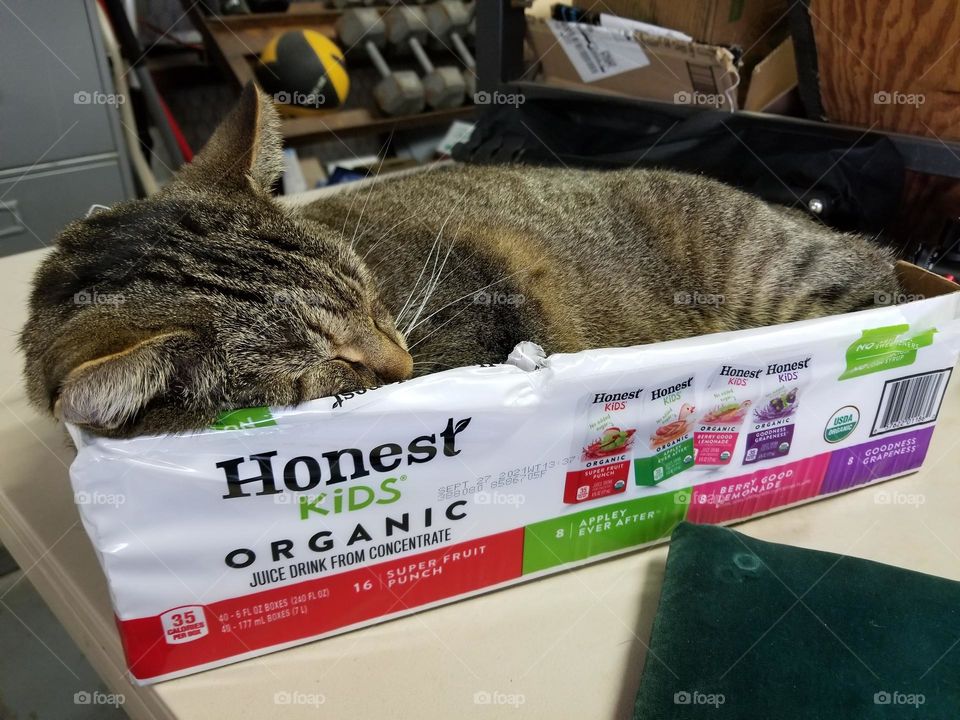 Cat sleeping in an Honest Kids Organic Juice box 😴😹