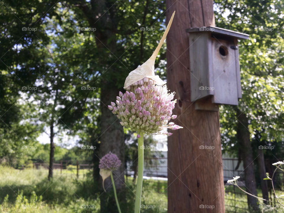 flower bud on a plant with seeds of onions in the garden