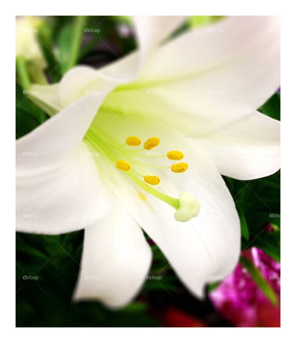 Detail of white lily flower.