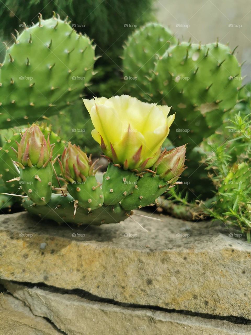 Flowering cactus Opuntia Maihueniopsis Darwinii