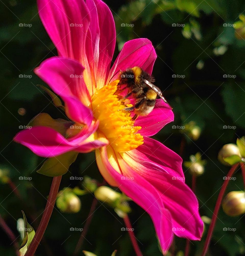 Bumblebee in a pink flower