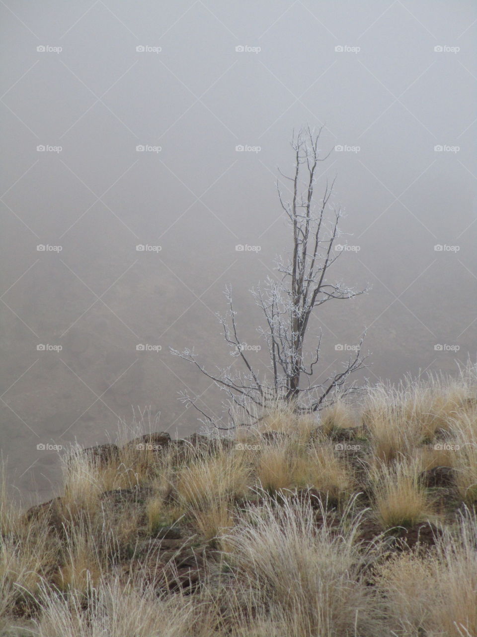 A fresh coat of frost on trees and wild grasses with Smith Rock slightly visible through morning fog on a Central Oregon morning. 