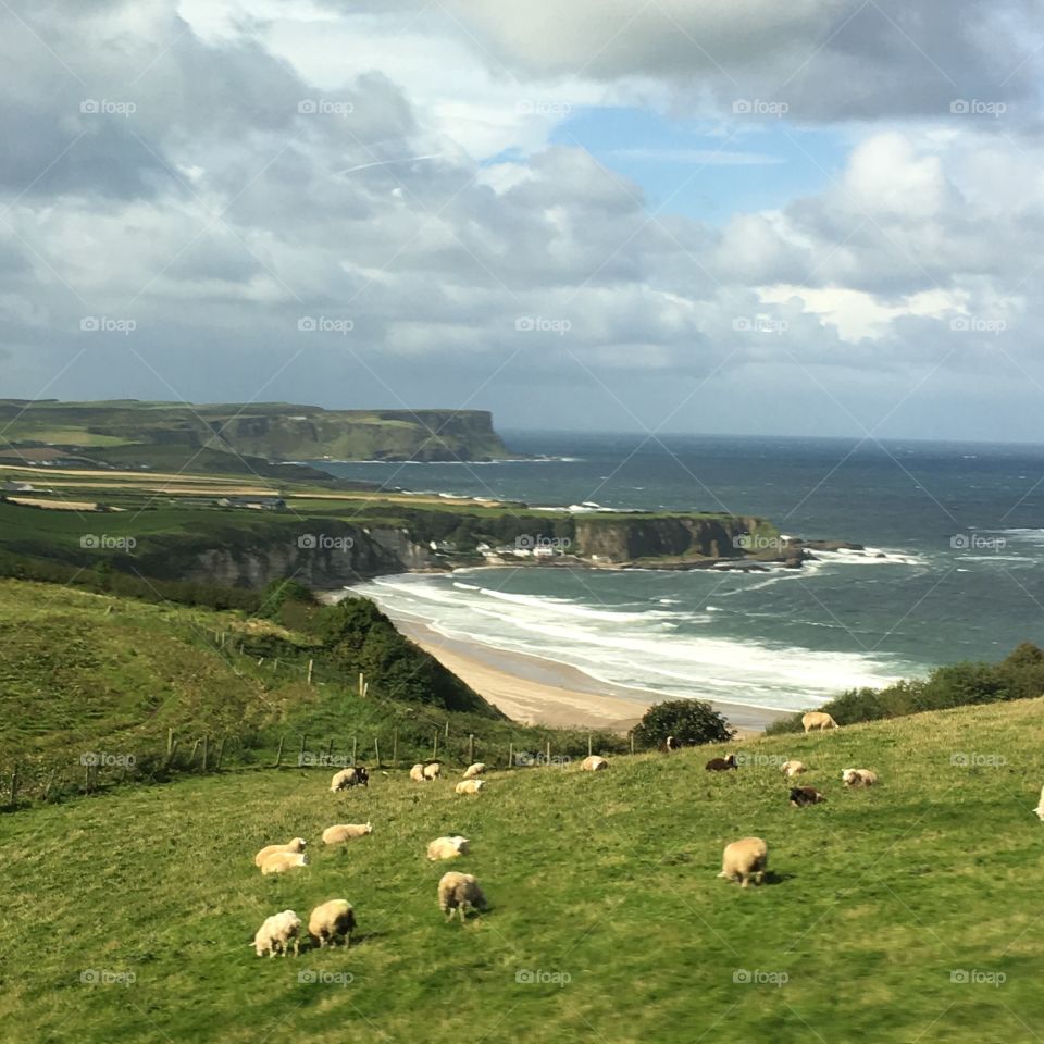 A faraway view of some sheep on hills in an Irish landscape. The ocean and cliffs are seen in the distance 