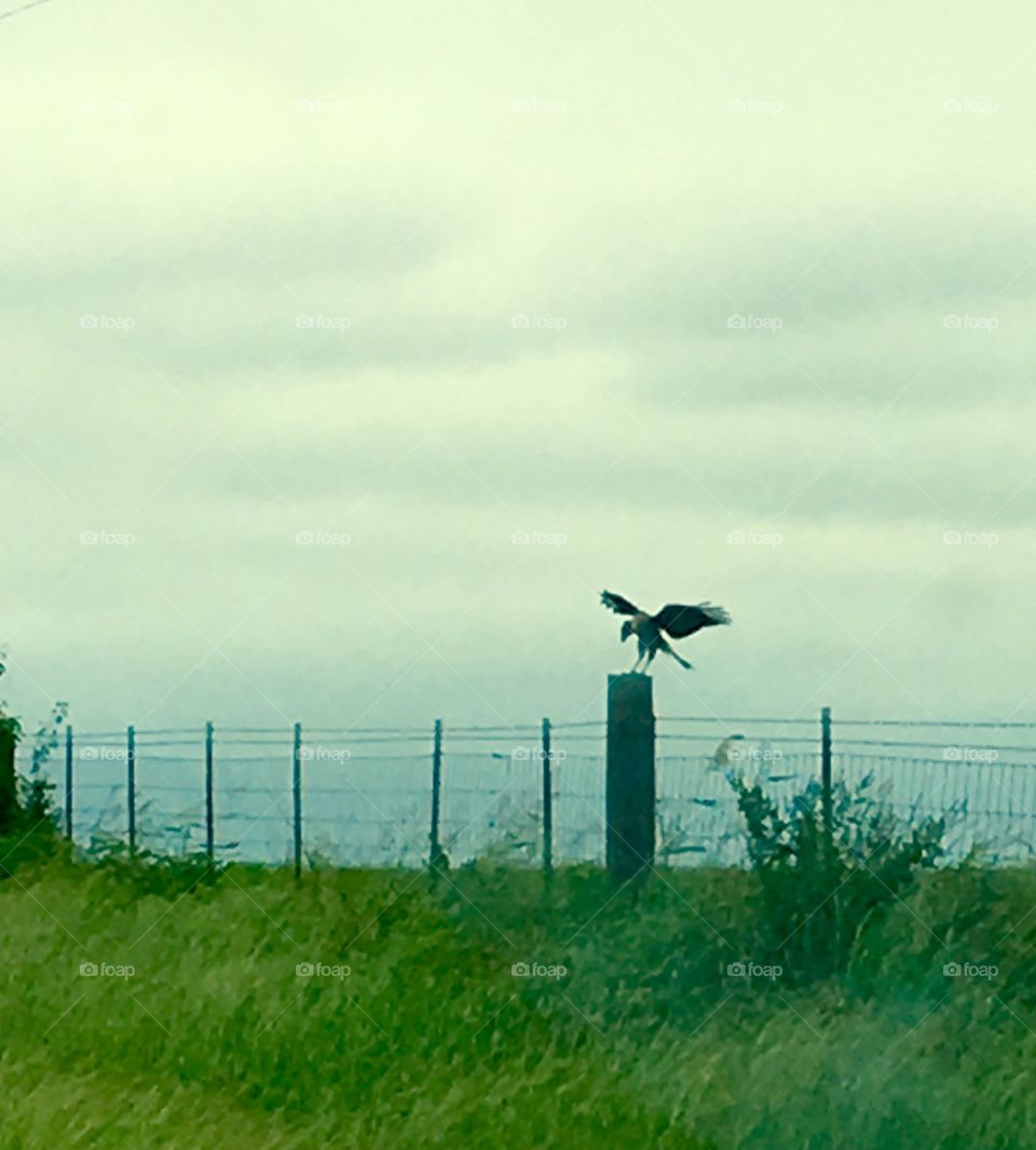 Spread your wings an fly