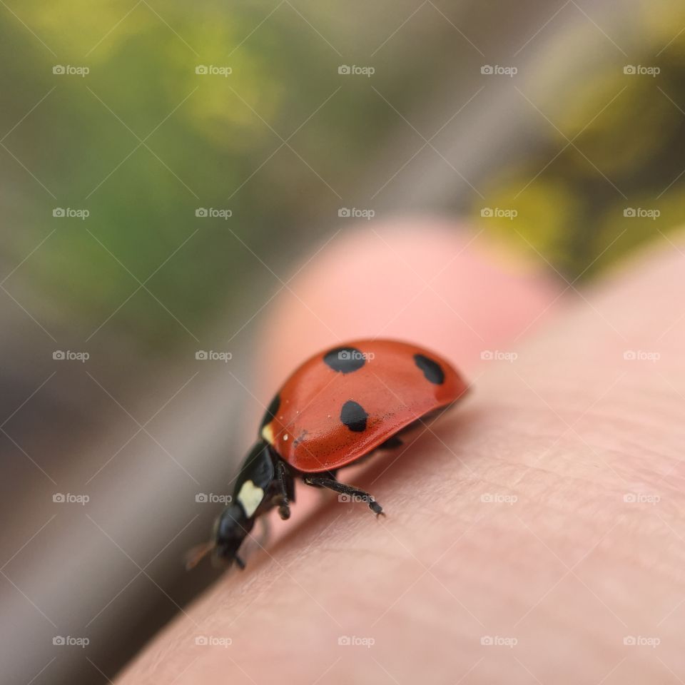 Ladybug on person's finger