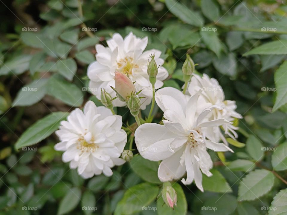 Rosa Sempervirens