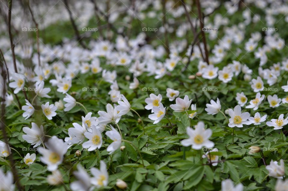 White Anemonies . White Anemonies in spring 