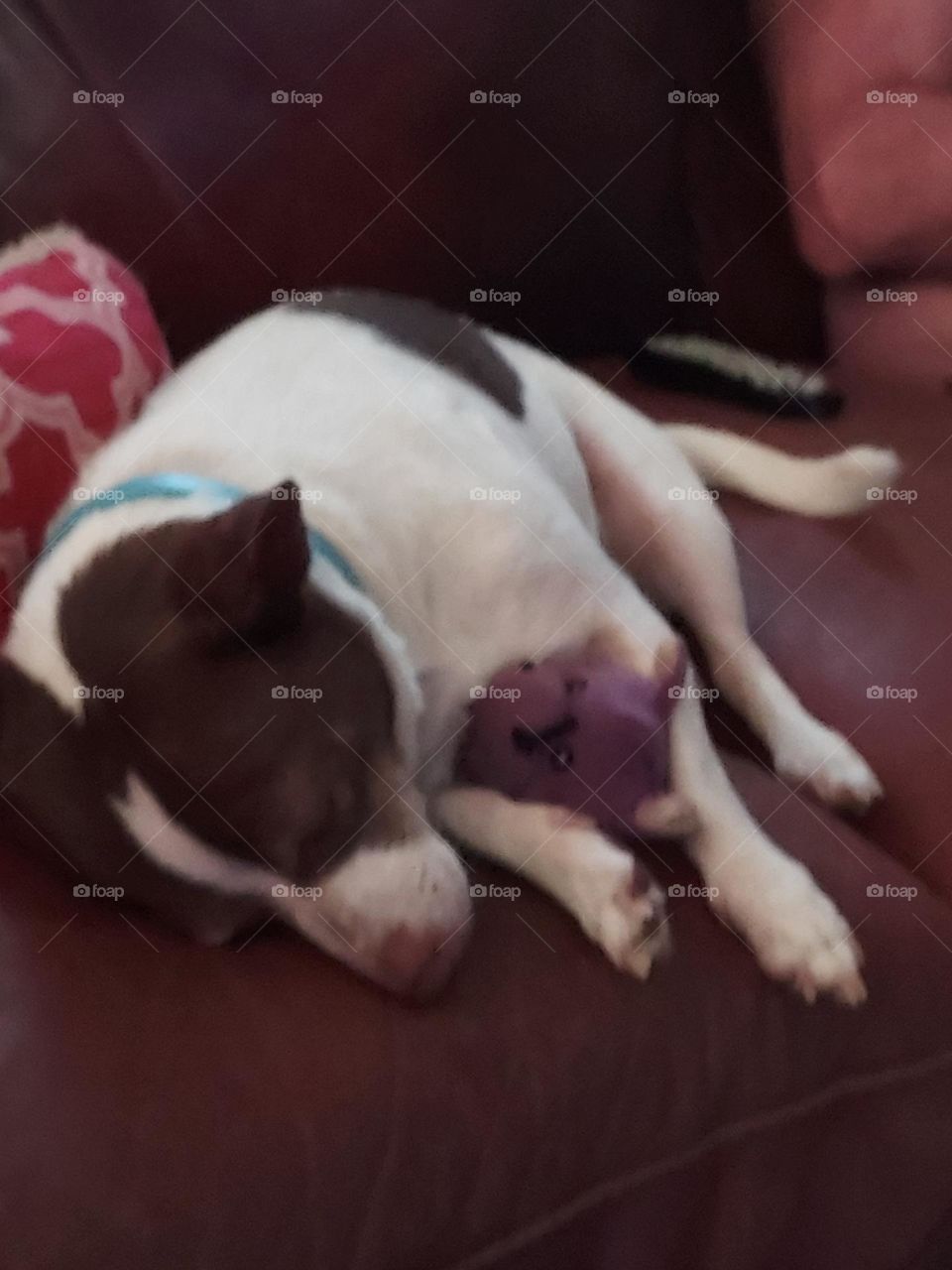 I'm pooped I'll just lie here And take a nap with my favorite toy and keep it safe.