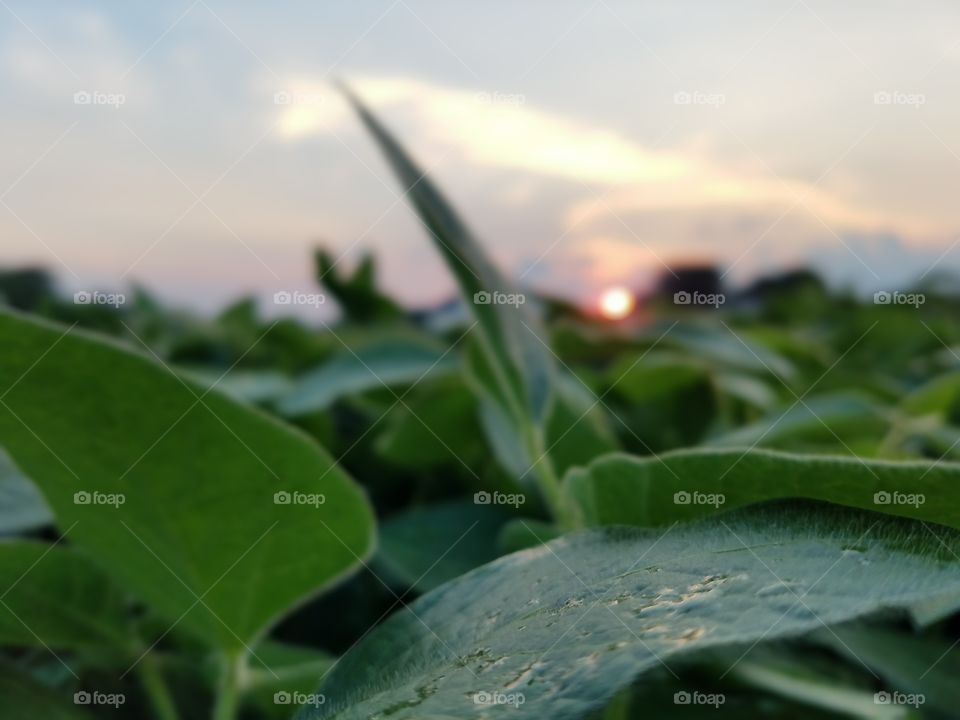 Leaf, No Person, Nature, Outdoors, Flora