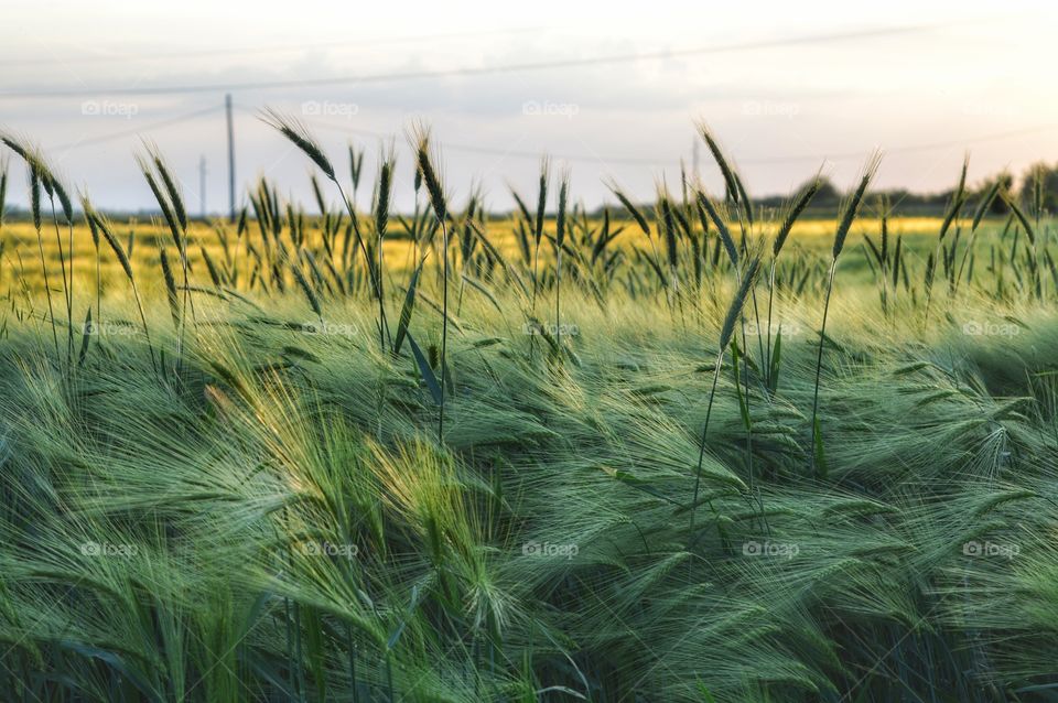 Field, Grass, Cereal, Sun, Wheat