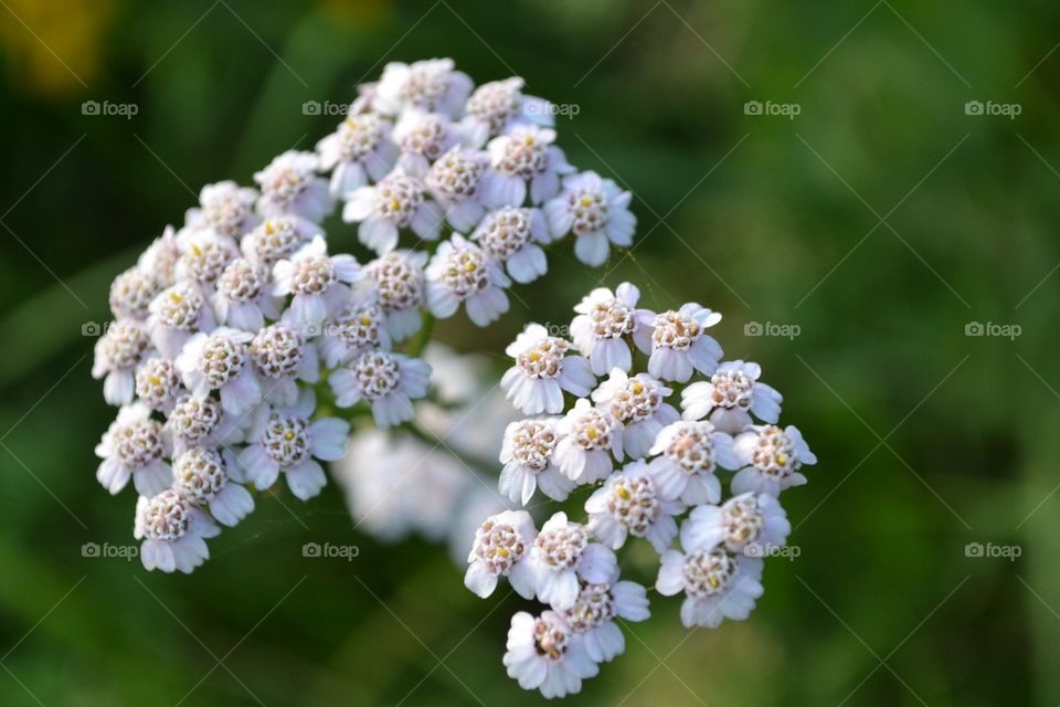 Wild flowers.. Just nice looking wild field flowers.