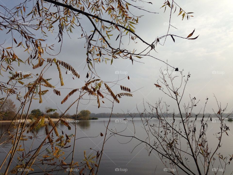 Nature, Bird, Tree, Sky, No Person