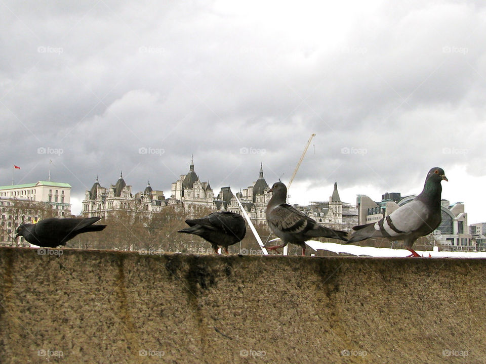 LONDON BIRDS