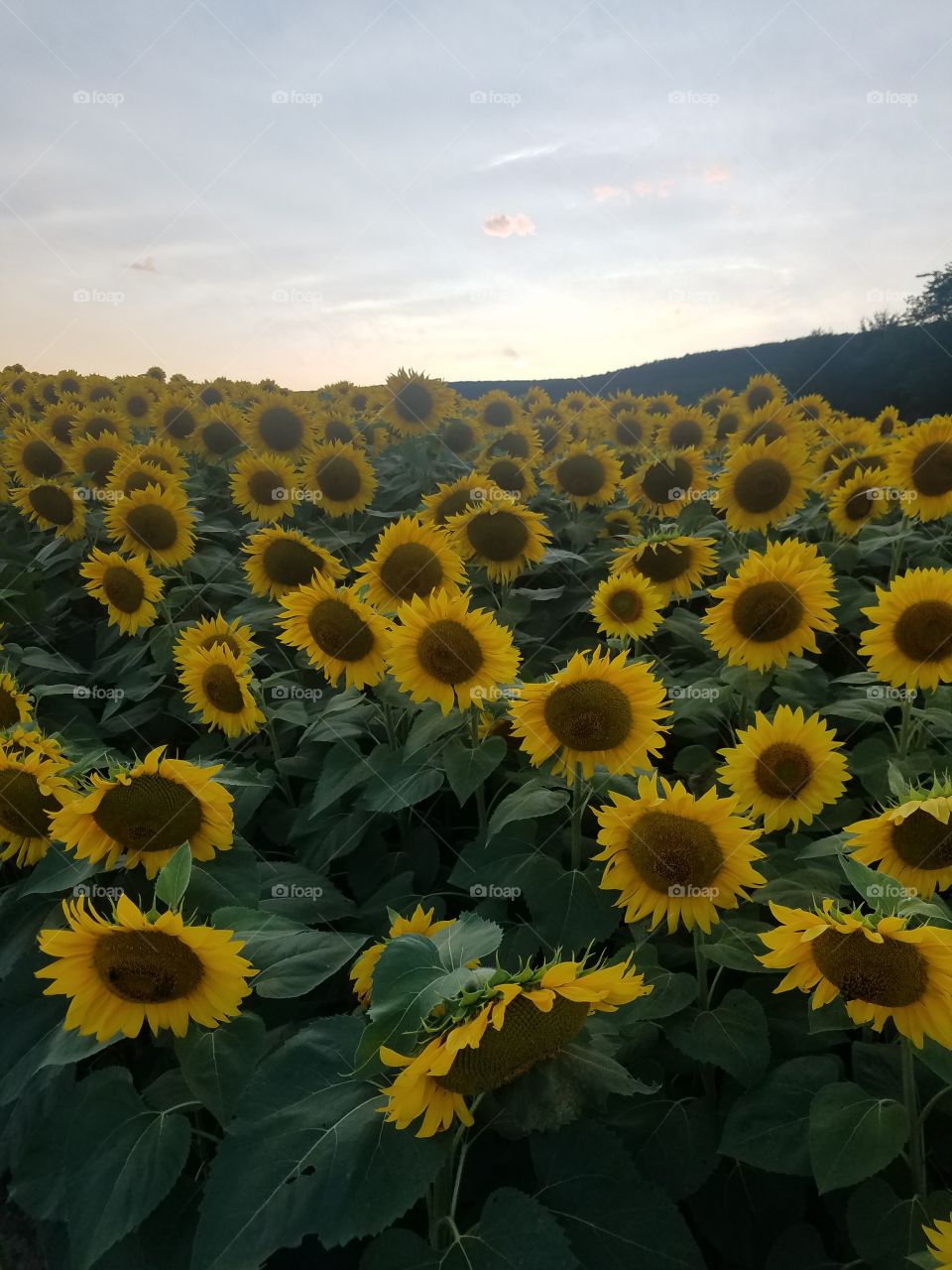 Sunflower Field at Penns Cave & Wildlife Park in PA