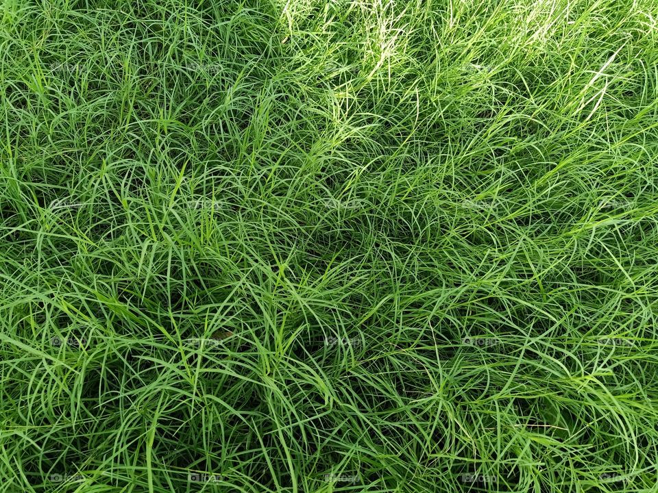 Grass