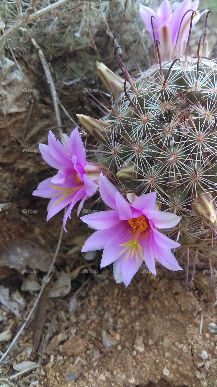 A Pair of Pincushion Cactus Blossoms