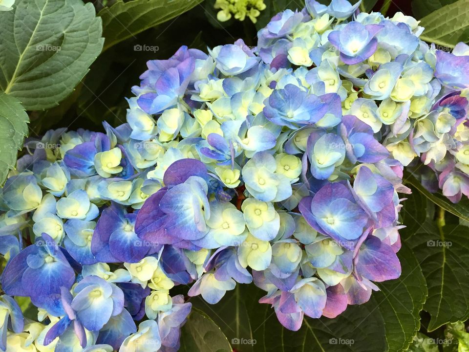 Blue blossoming flowers 
