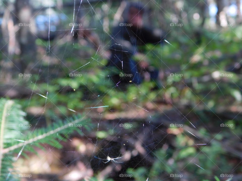A green story, spider web in the forest
