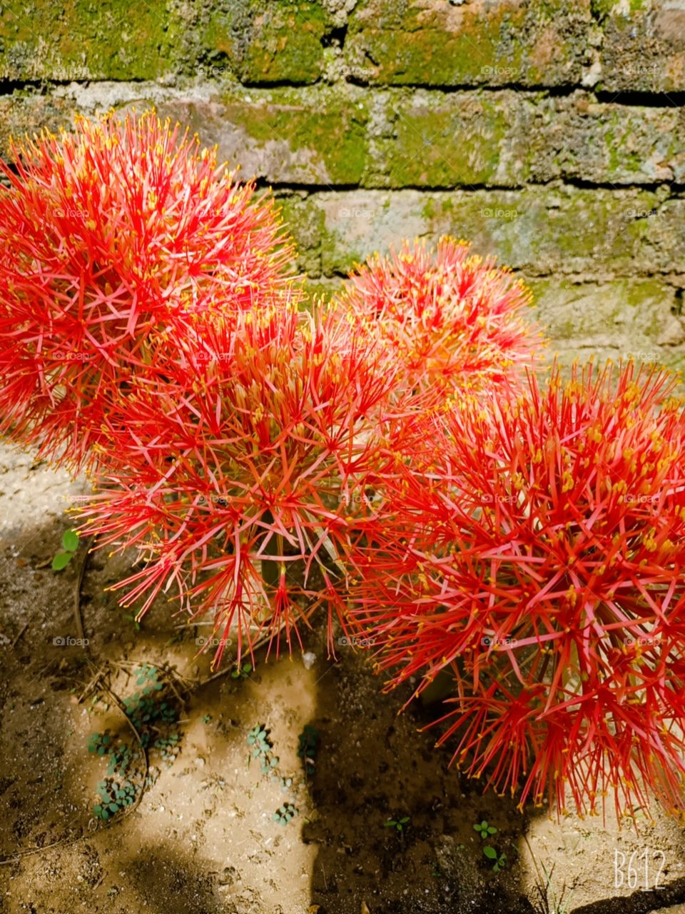 it's scadoxus grown in my garden which looks so beautiful in the sunlight