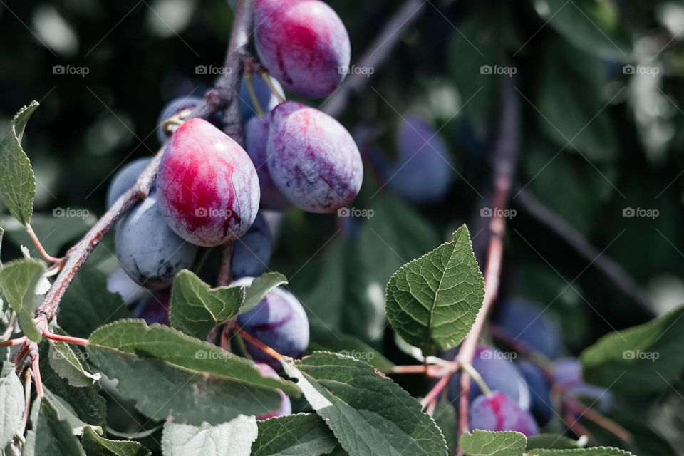 Plum on branch.  Ripe juicy plums background