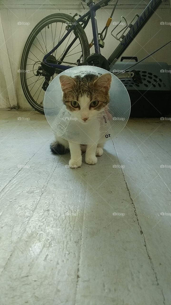 my cat, Winter, with a cone on