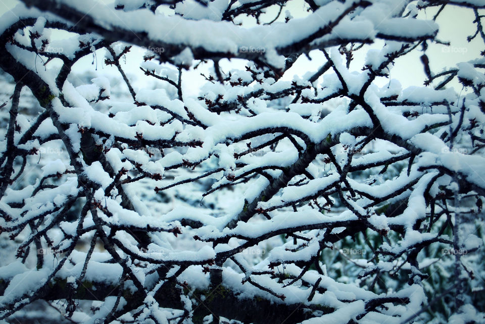 Close-up of frozen tree