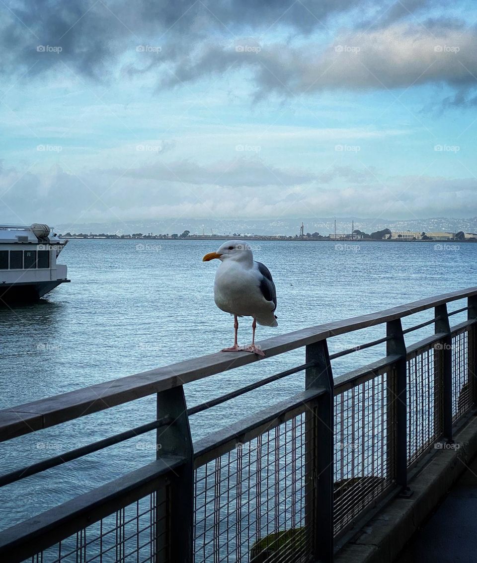 Seagull perched on a fence 