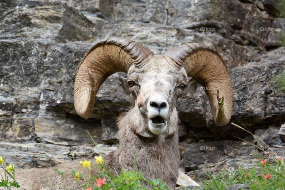 High angle view of longhorn sheep