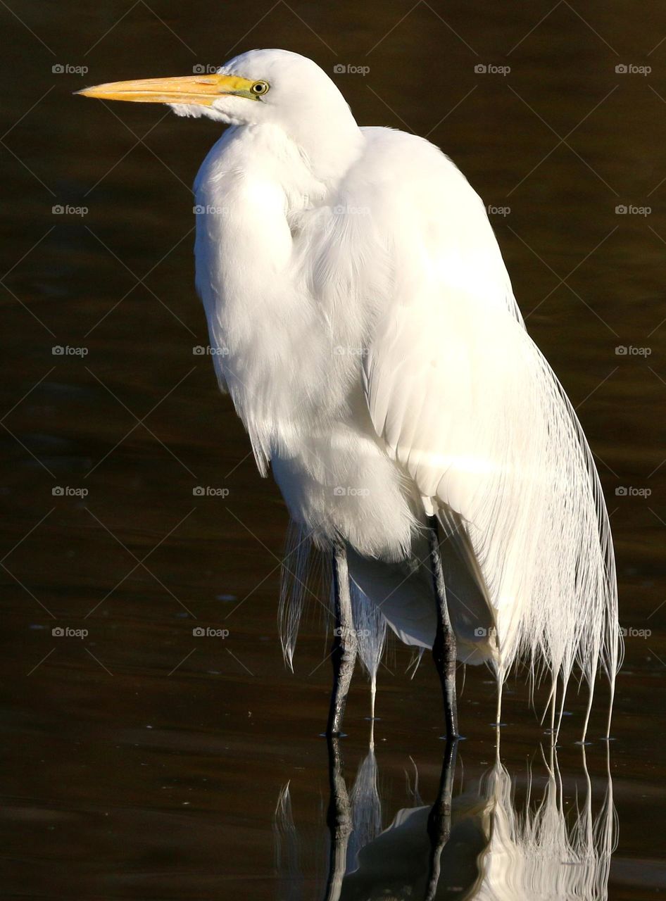 Portrait of a Great Egret