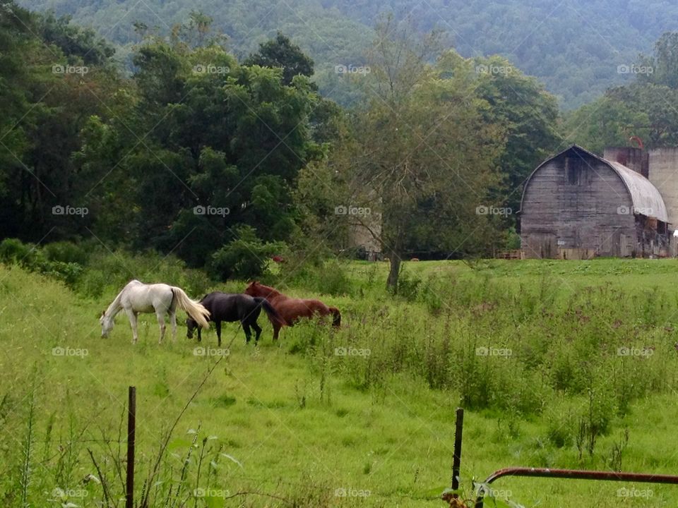 Horse Farm