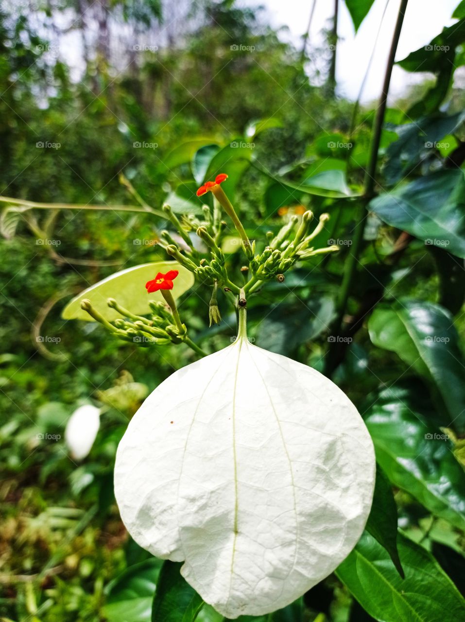 What is this flower...???Met in a tropical forest ..