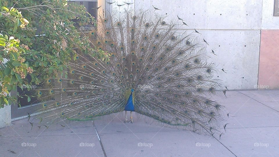 pretty peacock