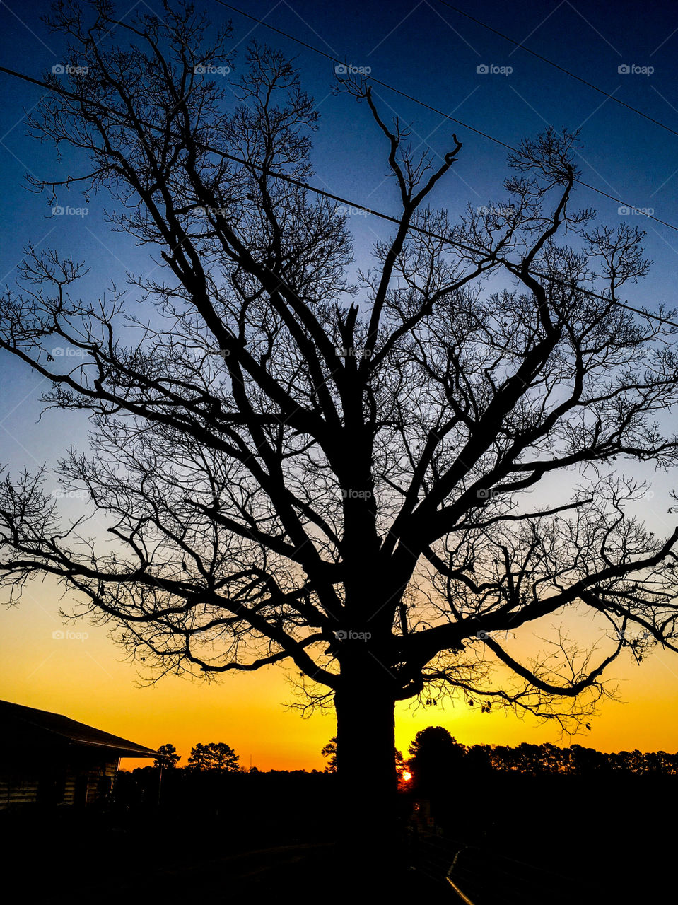 A mighty oak tree silhouetted by the golden sunrise as morning falls upon a farm in North Carolina. 