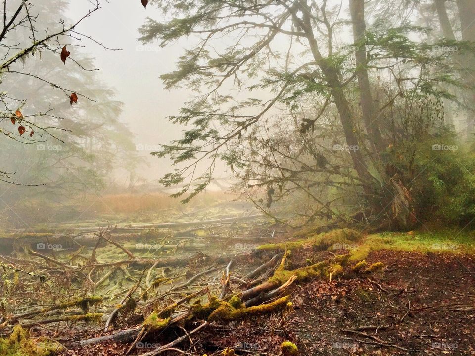 View of forest in foggy day