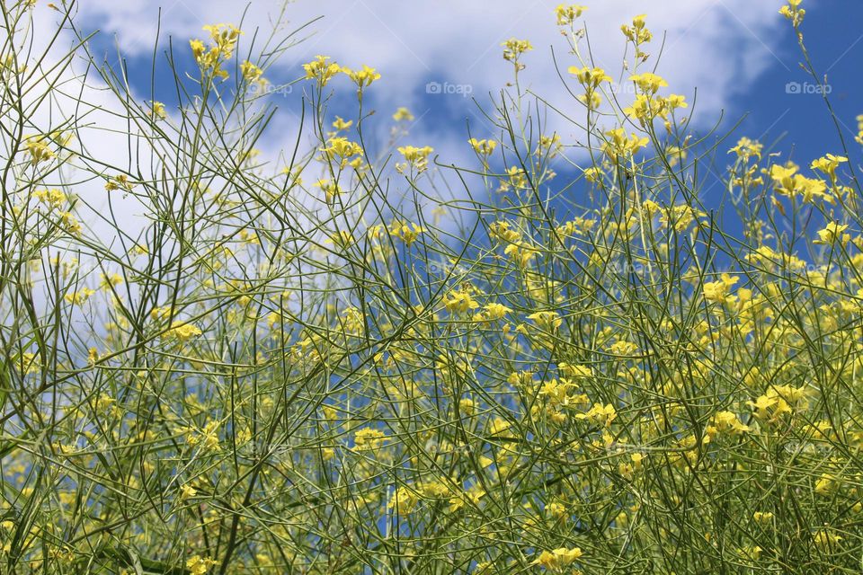 Bottom view of blooming Canola with lovely tiny yellow flowers.  Blue sky in the background