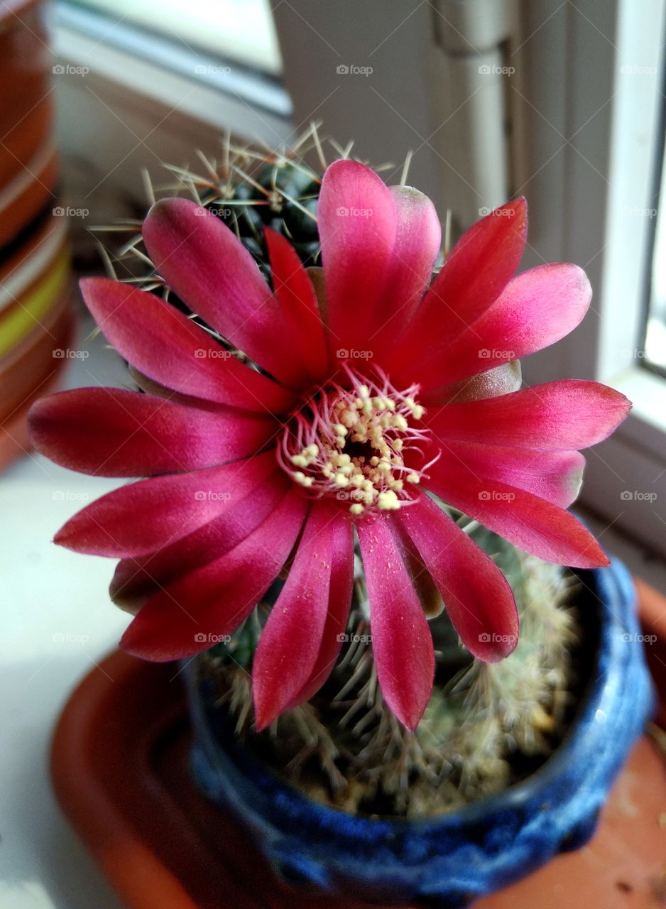 my cactus