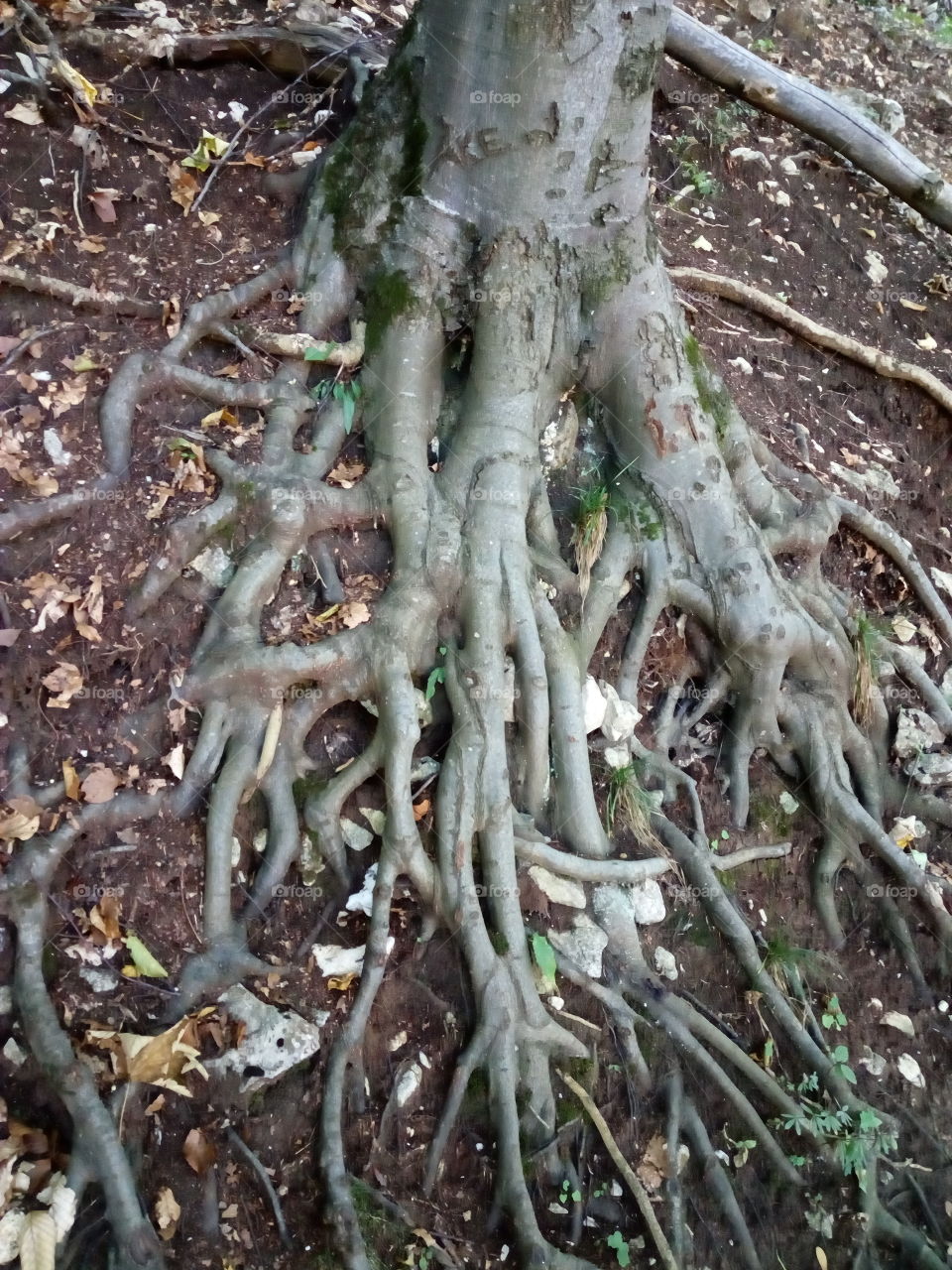 The root of the tree