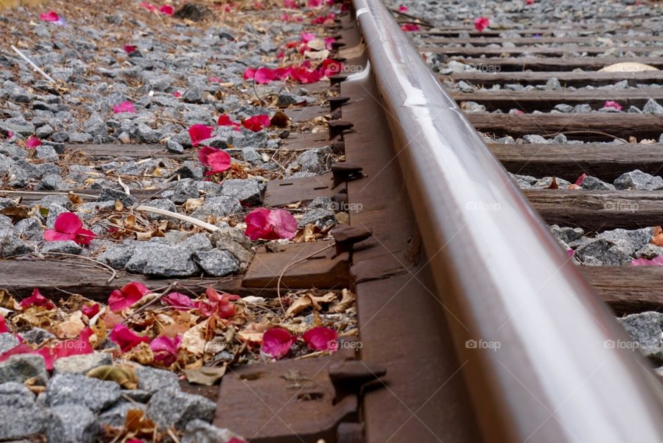 Railroad tracks to flower petals