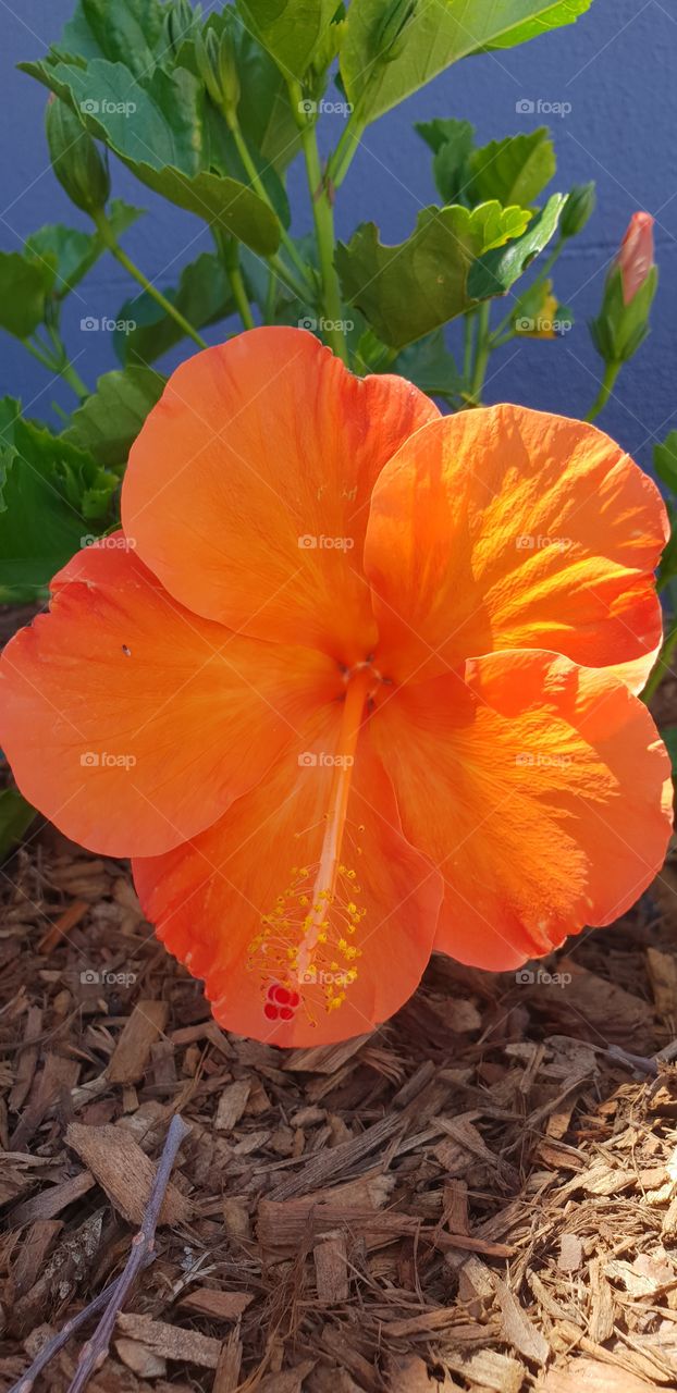 orange hibiscus