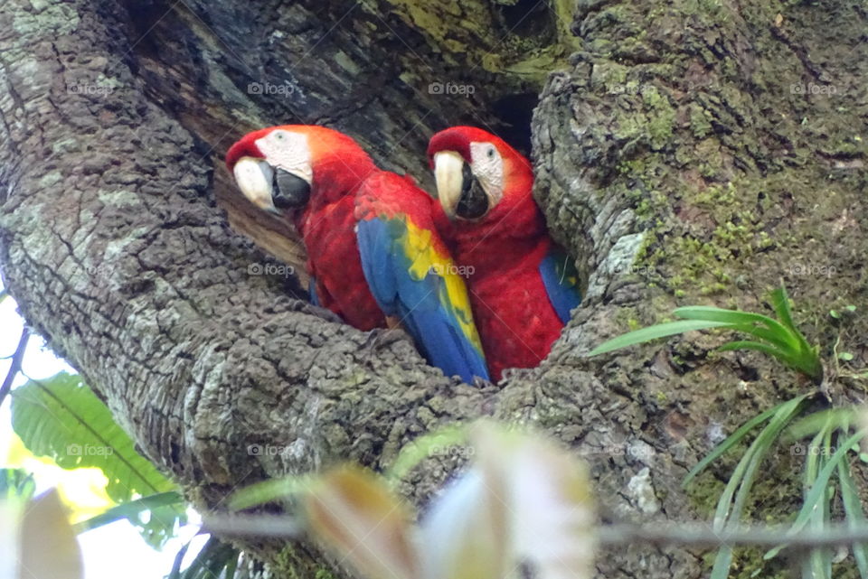 together for life. scarlet macaws nesting 