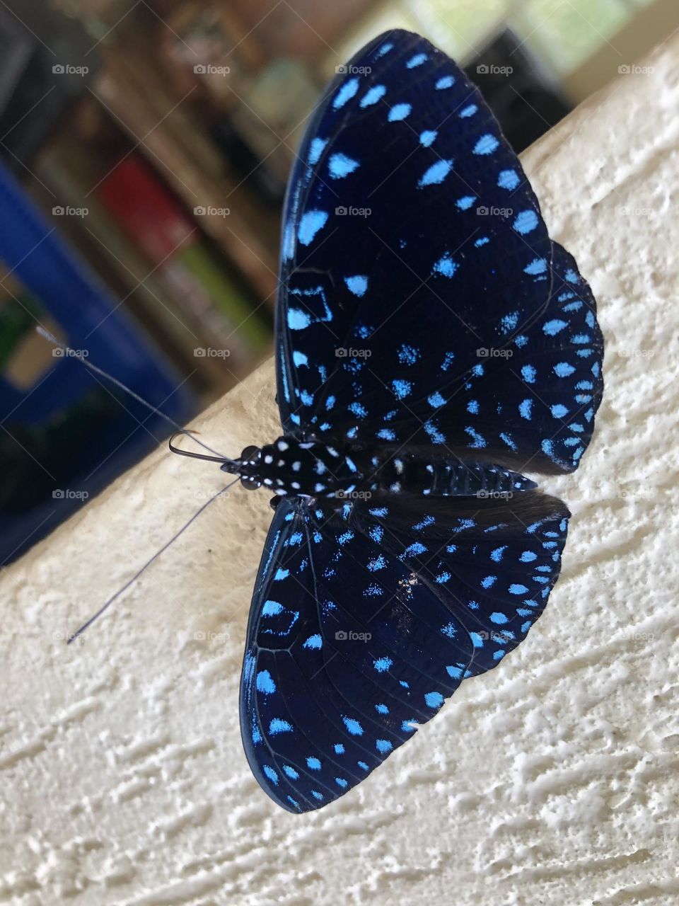 Borboleta azul neon. 