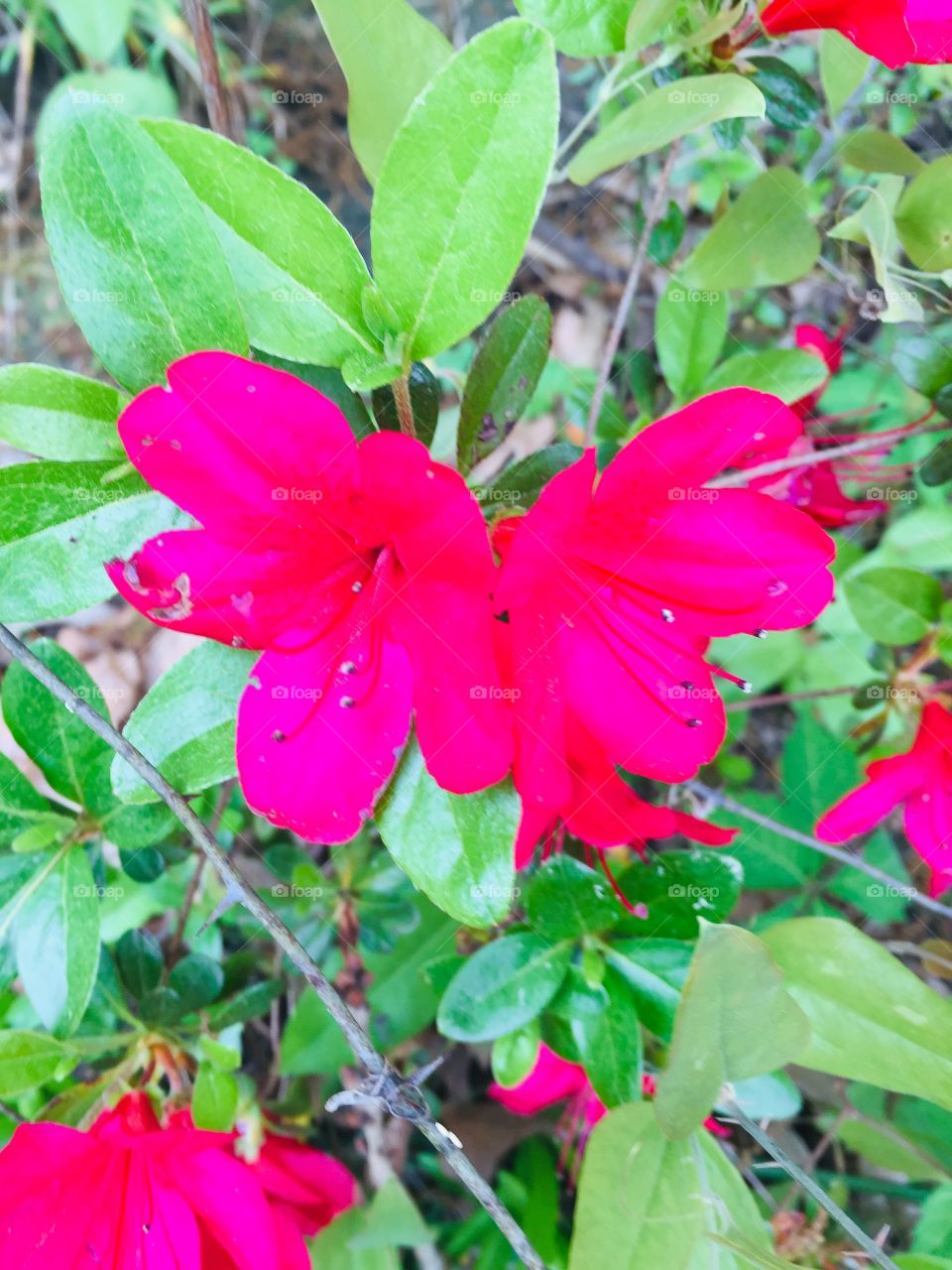 Azaleas blooming!