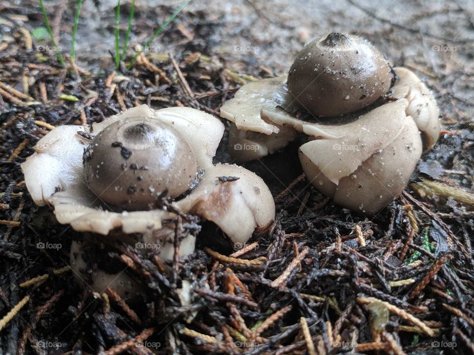 Mushrooms
