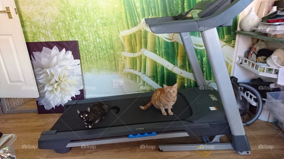 cats on the treadmill