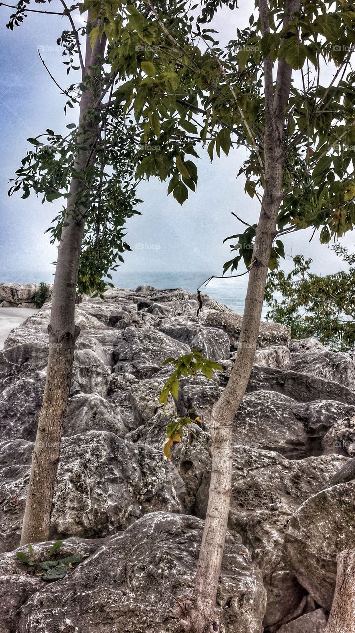 Trees and Rocks