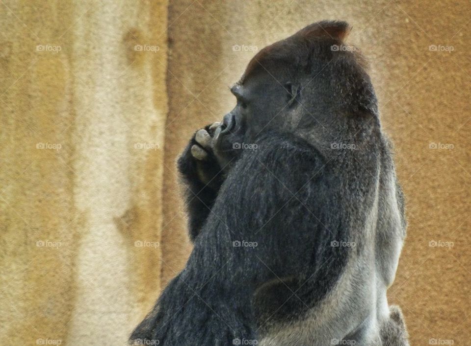 Eastern Lowland Gorilla