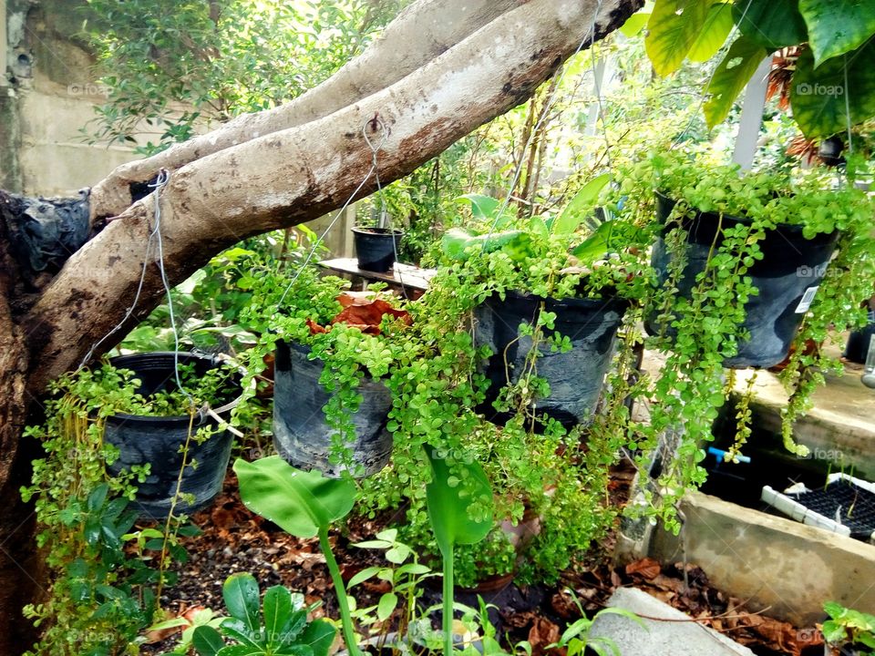 Hanging flower Simplicity, Bunch of flowers.